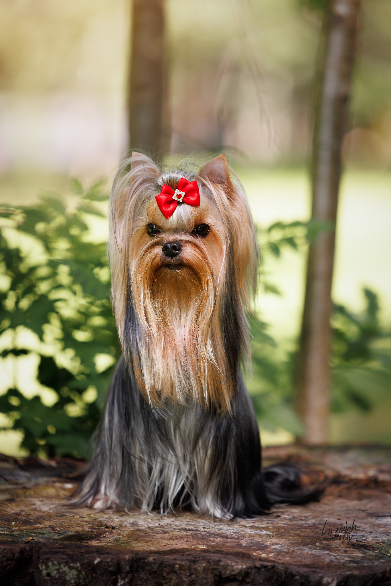 VIDEO STAR SCHEHERAZADE &mdash; Labaza DogPedigree YorkshireTerrier